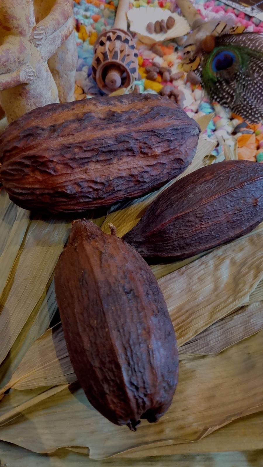 Cacaopeulen op een ceremoniële altaaropstelling